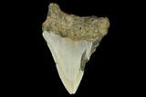 Bargain, Fossil Megalodon Tooth - North Carolina #124804-1